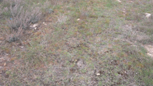 12 sot Torpaq, Satış, Bakı, Səbail, İçəri şəhər