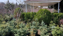 11 sot Torpaq, Satış, Bakı, Xəzər, Koroğlu