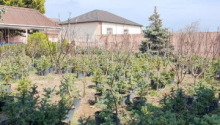 11 sot Torpaq, Satış, Bakı, Xəzər, Koroğlu