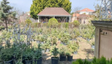 11 sot Torpaq, Satış, Bakı, Xəzər, Koroğlu