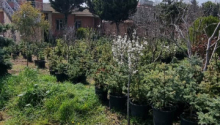 11 sot Torpaq, Satış, Bakı, Xəzər, Koroğlu