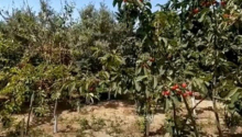 12 sot Torpaq, Satış, Abşeron