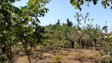 12 sot Torpaq, Satış, Abşeron