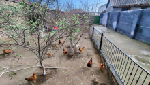 3 otaqlı Villa / Həyət evi, Satış, Bakı, Sabunçu, Koroğlu