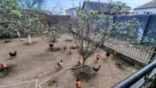 3 otaqlı Villa / Həyət evi, Satış, Bakı, Sabunçu, Koroğlu