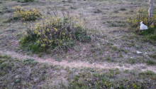 2500 m2 Torpaq, Satış, Bakı, Sabunçu, Koroğlu