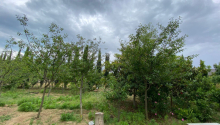 5 otaqlı Villa / Həyət evi, Satış, Bakı, Xəzər, Koroğlu