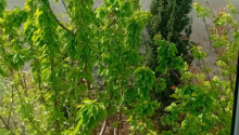 4 otaqlı Villa / Həyət evi, Satış, Bakı, Sabunçu, Koroğlu