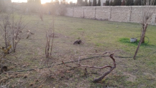 5 sot Torpaq, Satış, Bakı, Xəzər, Koroğlu