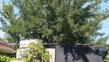 4 otaqlı Villa / Həyət evi