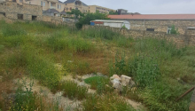 6 sot Torpaq, Satış, Bakı, Səbail
