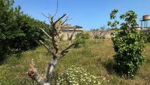 6 sot Torpaq, Satış, Bakı, Xəzər, Koroğlu