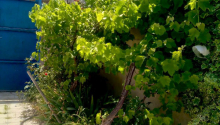 3 otaqlı Villa / Həyət evi, Satış, Bakı, Xəzər, Koroğlu