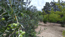 25 sot Torpaq, Satış, Bakı, Sabunçu
