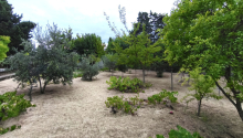 25 sot Torpaq, Satış, Bakı, Sabunçu