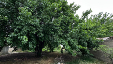 16 sot Torpaq, Satış, Abşeron