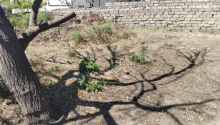 10 sot Torpaq, Satış, Bakı, Xəzər, Koroğlu