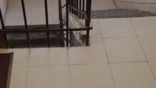 2 otaqlı Yeni tikili, Kirayə (aylıq), Xırdalan