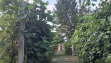 3 otaqlı Villa / Həyət evi, Kirayə (gündəlik), İsmayıllı