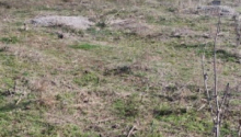 6 sot Torpaq, Satış, Abşeron