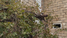 4 otaqlı Villa / Həyət evi