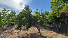 12 sot Torpaq, Satış, Bakı, Xəzər