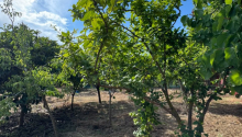 12 sot Torpaq, Satış, Bakı, Xəzər