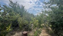 6 sot Torpaq, Satış, Abşeron