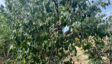 6 sot Torpaq, Satış, Abşeron