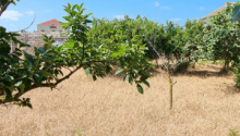 24 sot Torpaq, Satış, Bakı, Xəzər, Koroğlu