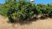24 sot Torpaq, Satış, Bakı, Xəzər, Koroğlu