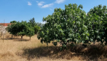 24 sot Torpaq, Satış, Bakı, Xəzər, Koroğlu