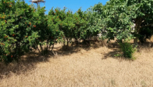 24 sot Torpaq, Satış, Bakı, Xəzər, Koroğlu