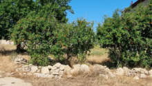 30 sot Torpaq, Satış, Bakı, Xəzər, Koroğlu