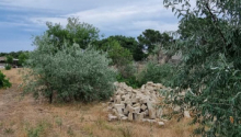 8 sot Torpaq, Satış, Bakı, Xəzər, Koroğlu