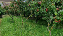 8 sot Torpaq, Satış, Bakı, Xəzər, Koroğlu