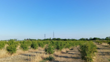 200 sot Torpaq, Satış, Göyçay