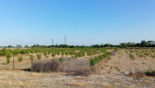 200 sot Torpaq, Satış, Göyçay