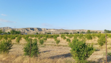 200 sot Torpaq, Satış, Göyçay