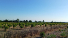 200 sot Torpaq, Satış, Göyçay