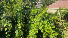 6 otaqlı Villa / Həyət evi, Satış, Bakı, Suraxanı