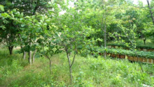 7 otaqlı Villa / Həyət evi, Satış, Abşeron