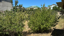 4 sot Torpaq, Satış, Bakı, Xəzər, Koroğlu