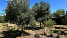 4 sot Torpaq, Satış, Bakı, Xəzər, Koroğlu