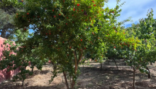 5 sot Torpaq, Satış, Bakı, Xəzər