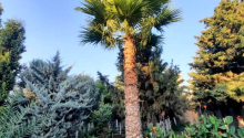 5 sot Torpaq, Satış, Bakı, Xəzər
