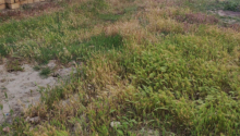 5 sot Torpaq, Satış, Abşeron