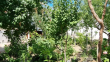 6 otaqlı Villa / Həyət evi, Satış, Bakı, Xəzər, Koroğlu