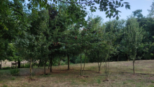 4 sot sot Torpaq, Satış, Lerik