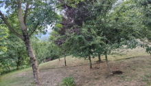 4 sot sot Torpaq, Satış, Lerik